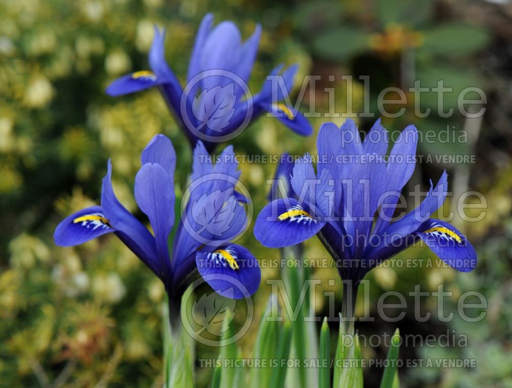 Iris Harmony (Reticulated Iris) 2  