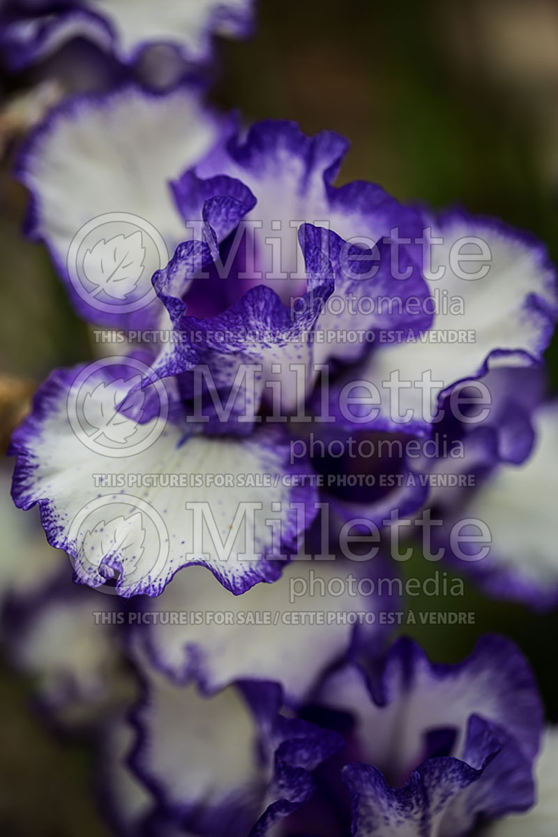 Iris Rimaround (Iris germanica, Intermediate bearded iris)  1