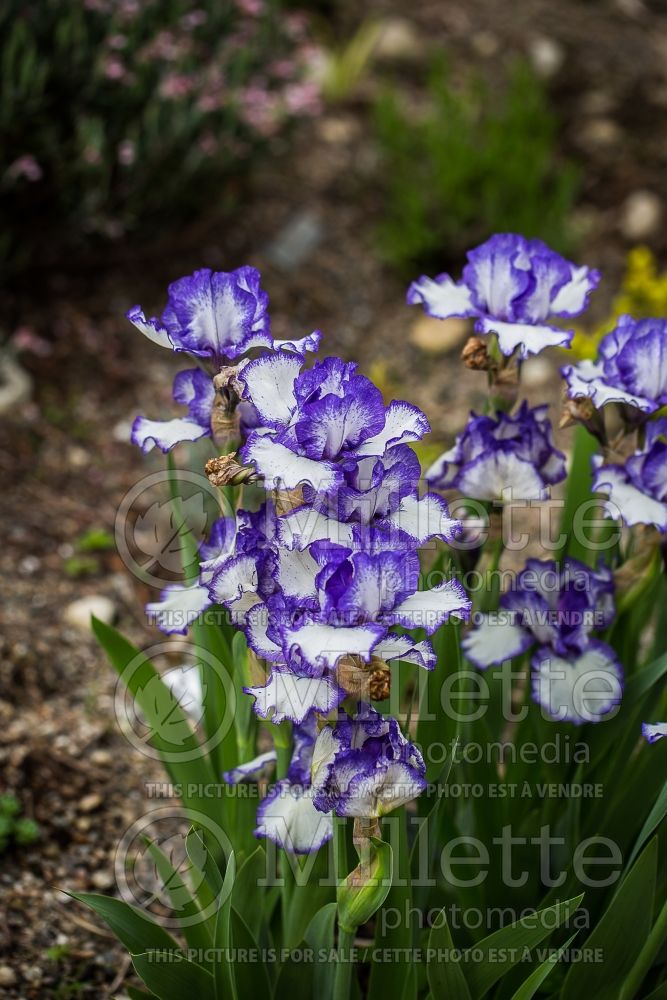 Iris Rimaround (Iris germanica, Intermediate bearded iris)  2