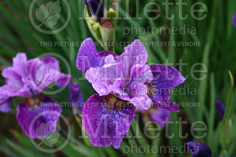 Iris Roaring Jelly (Iris germanica, Tall Bearded) 1