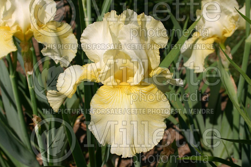 Iris Santana (Iris germanica, tall bearded) 1