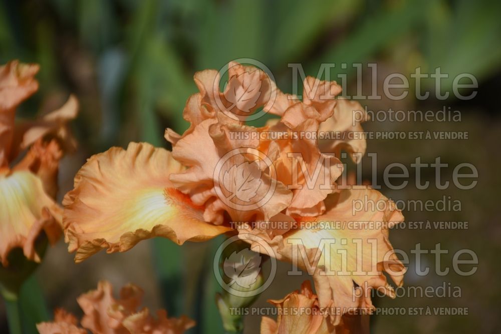Iris Satin and Lace (Iris germanica) 1 