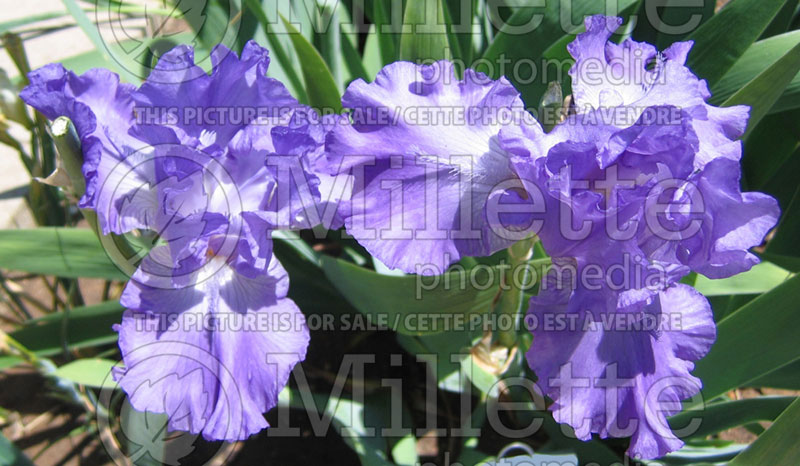 Iris Scented Bubbles (Iris germanica, Tall Bearded)  1