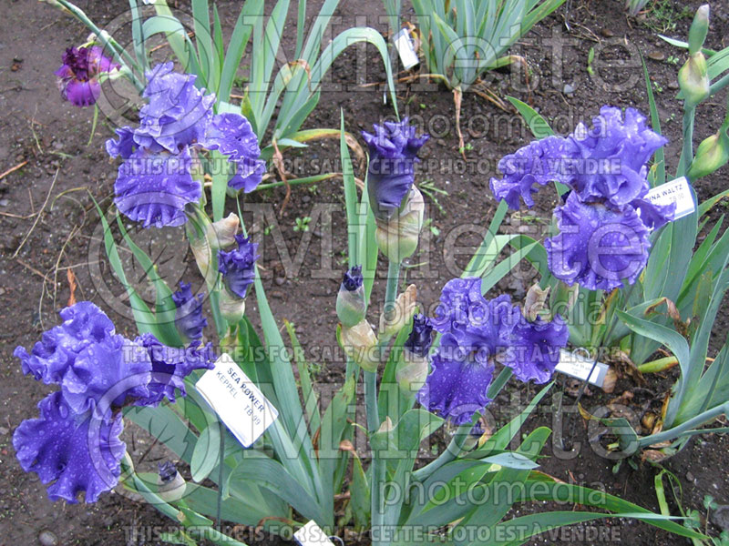 Iris Sea Power (Iris germanica, Tall Bearded)  2