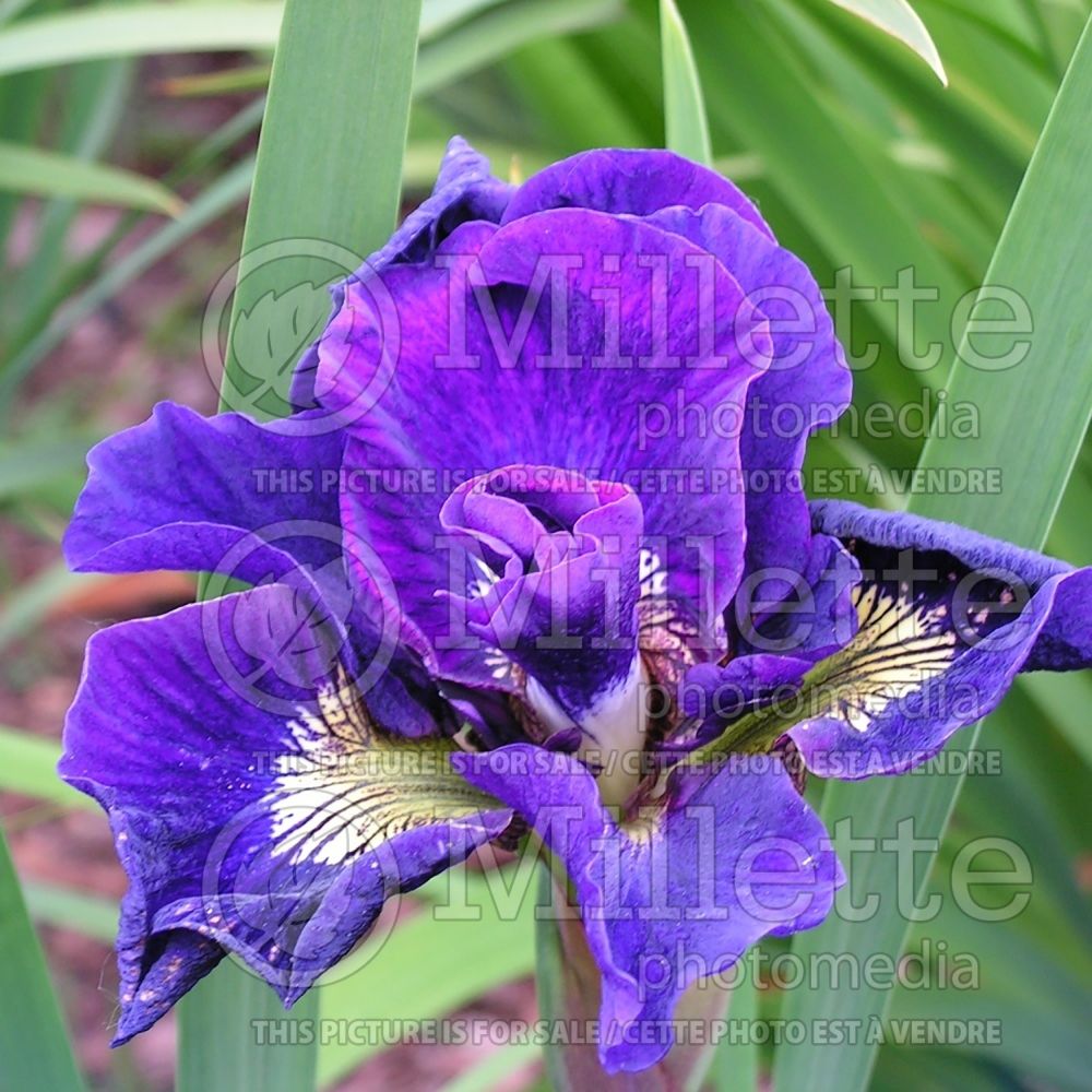 Iris Kaboom (Iris Siberian) 1
