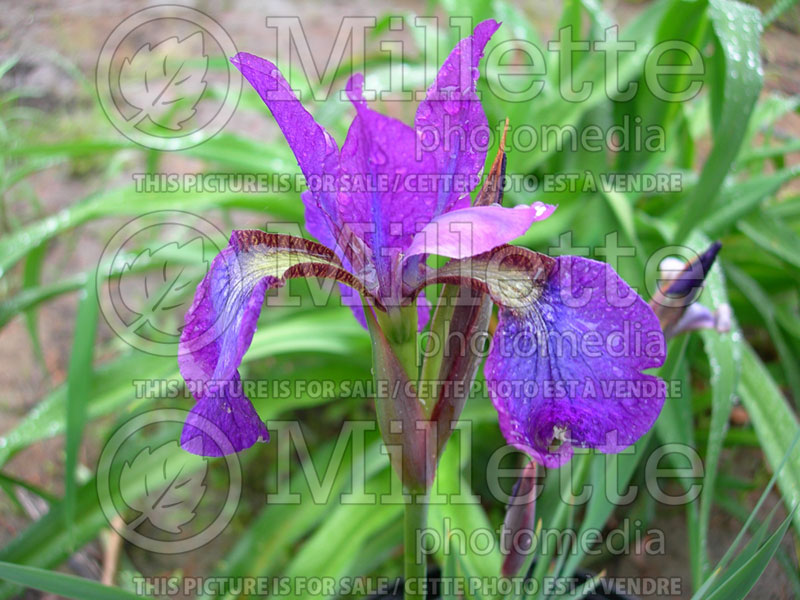 Iris Chilled Wine (Iris Siberian) 1 