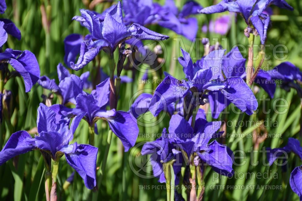 Iris Harpswell Hallelujah (Iris sibirica) 1 