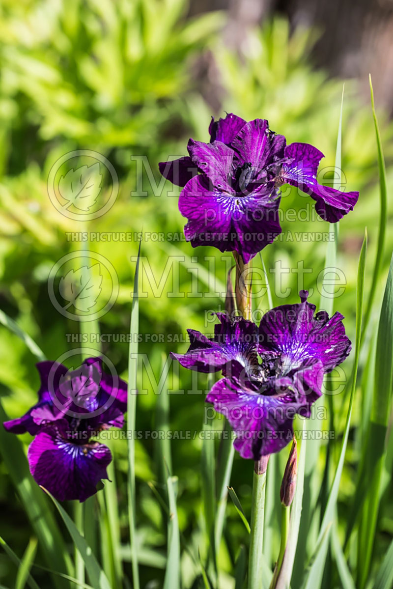 Iris Kilauea (Iris Siberian) 1 