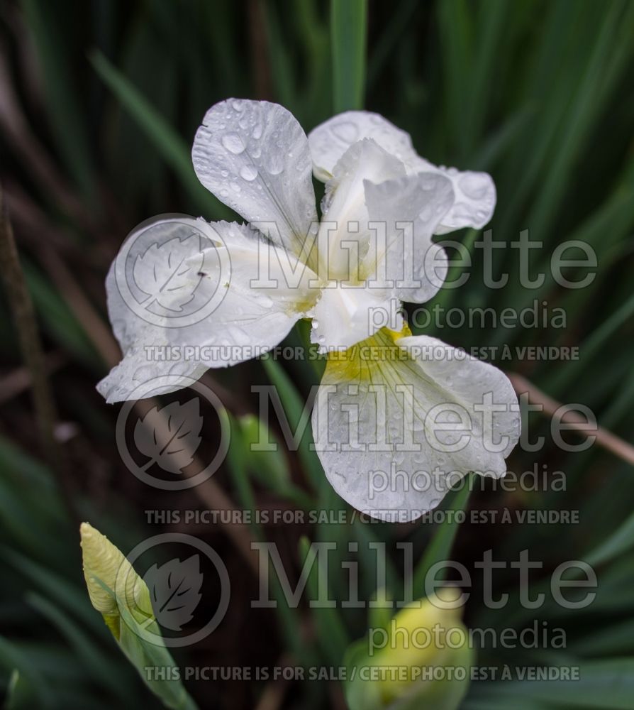Iris King of Kings (Iris sibirica) 1 