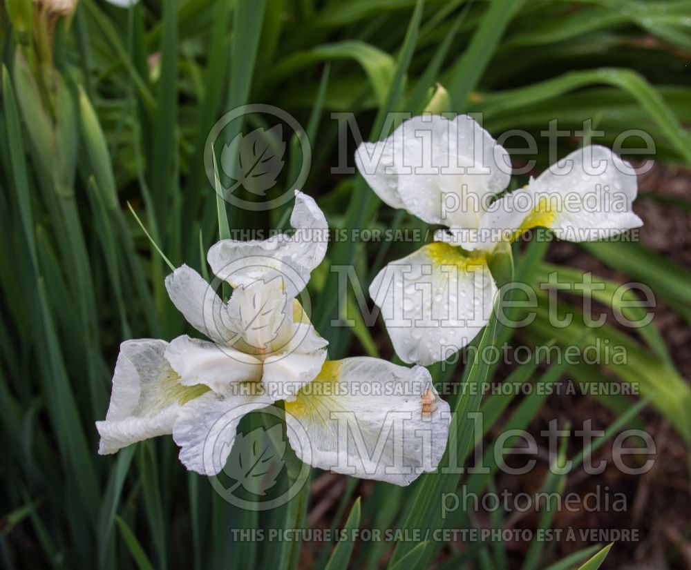 Iris King of Kings (Iris sibirica) 2 