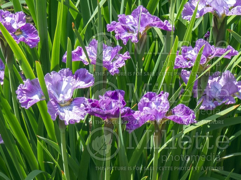 Iris Strawberry Fair (Iris Siberian) 2 