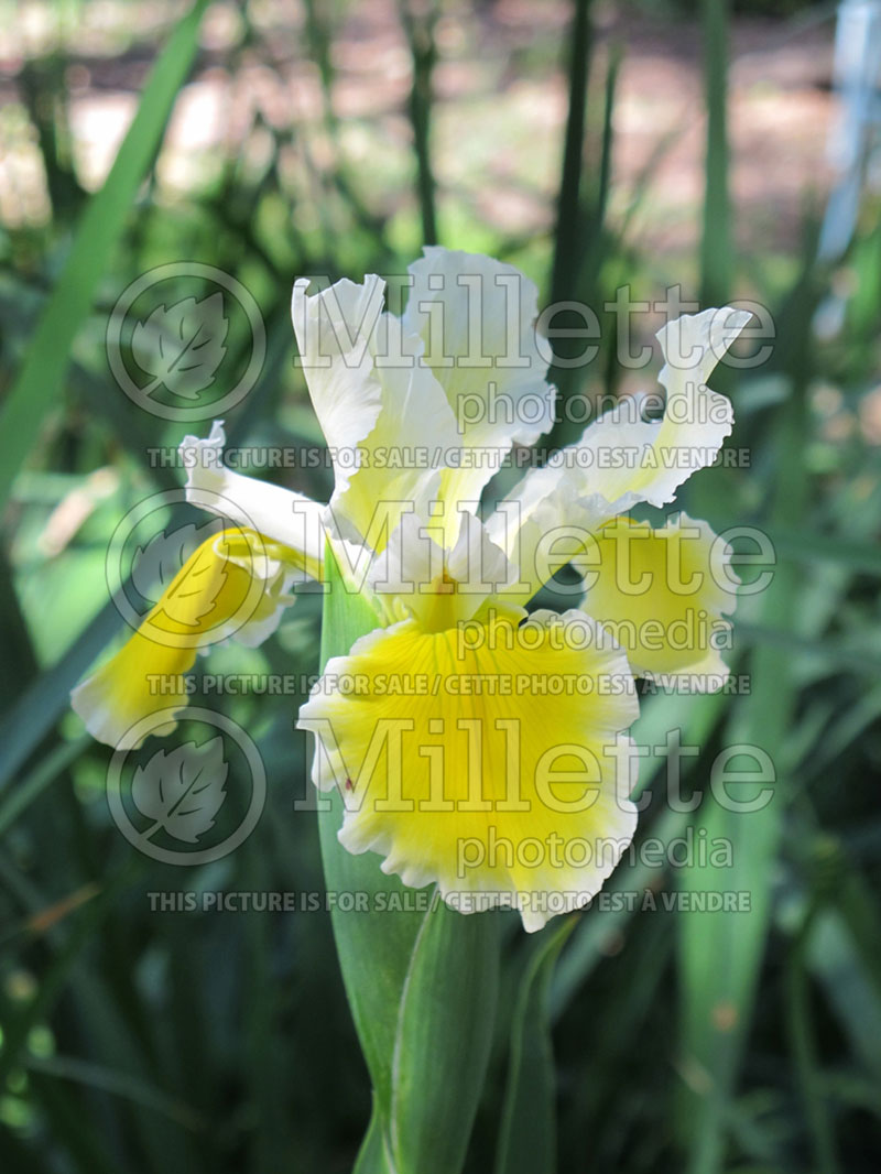 Iris Social Circle (Spuria Iris) 1 