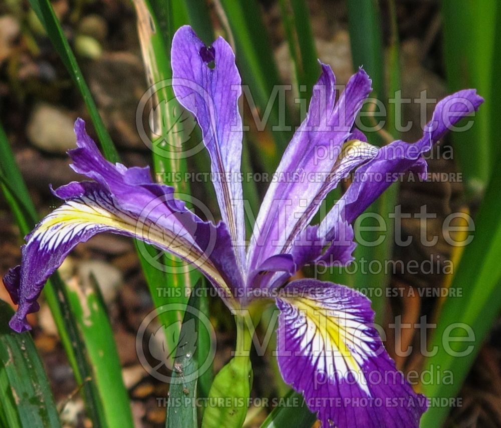 Iris tenax (Iris)  2