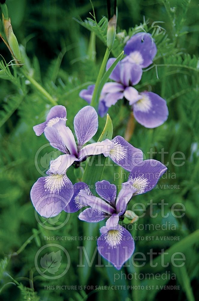 Iris versicolor (Blueflag iris) 1 