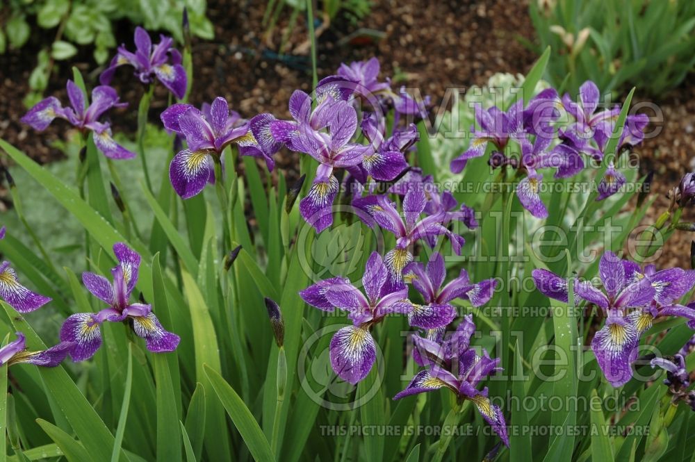 Iris versicolor (Blueflag iris) 6 