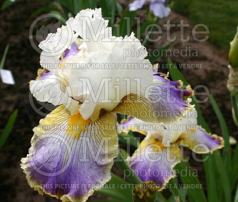 Iris Wild Angel (Iris germanica, Tall Bearded) 1 