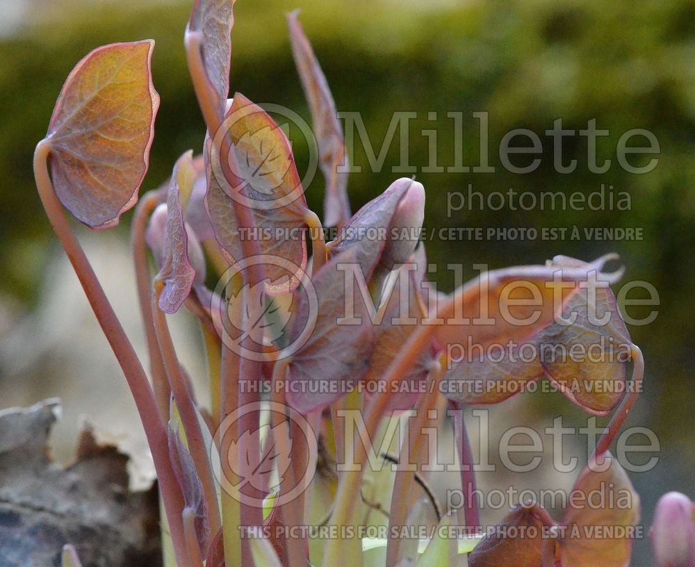 Jeffersonia diphylla (Twinleaf) 1 