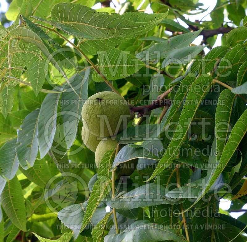 Juglans nigra (black walnut) 9 