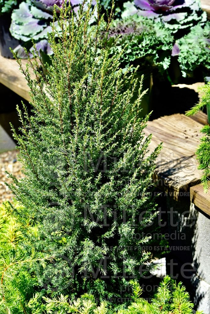 Juniperus Gold Cone (Common Juniper conifer) 16 