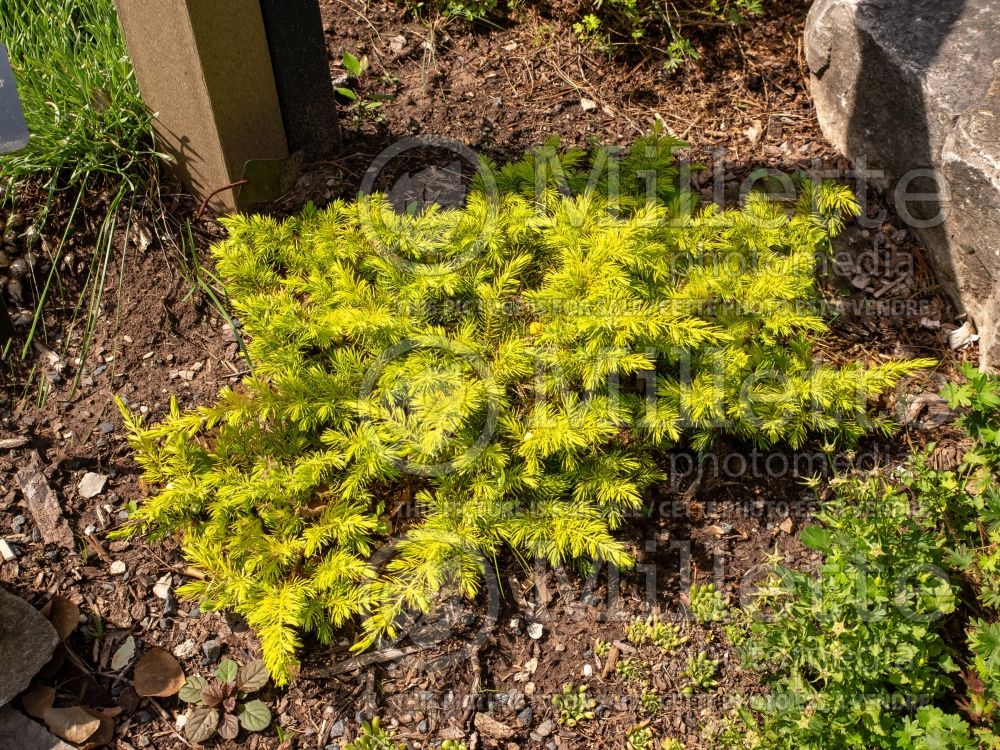 Juniperus All Gold (Juniper conifer) 9