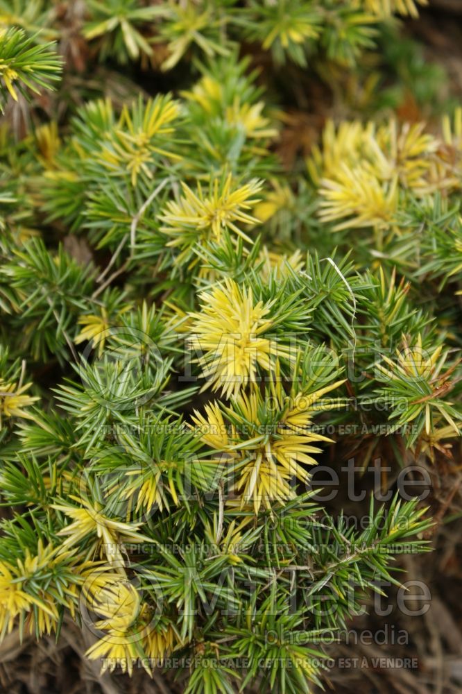 Juniperus Sunsplash (Juniper conifer) 3