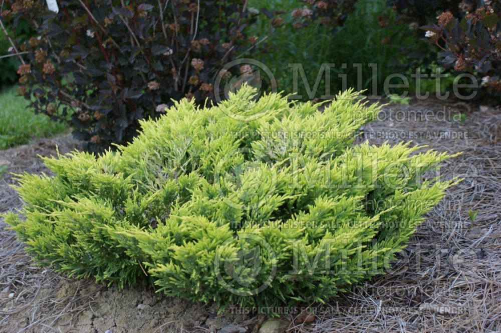 Juniperus Limeglow (Juniper conifer) 11