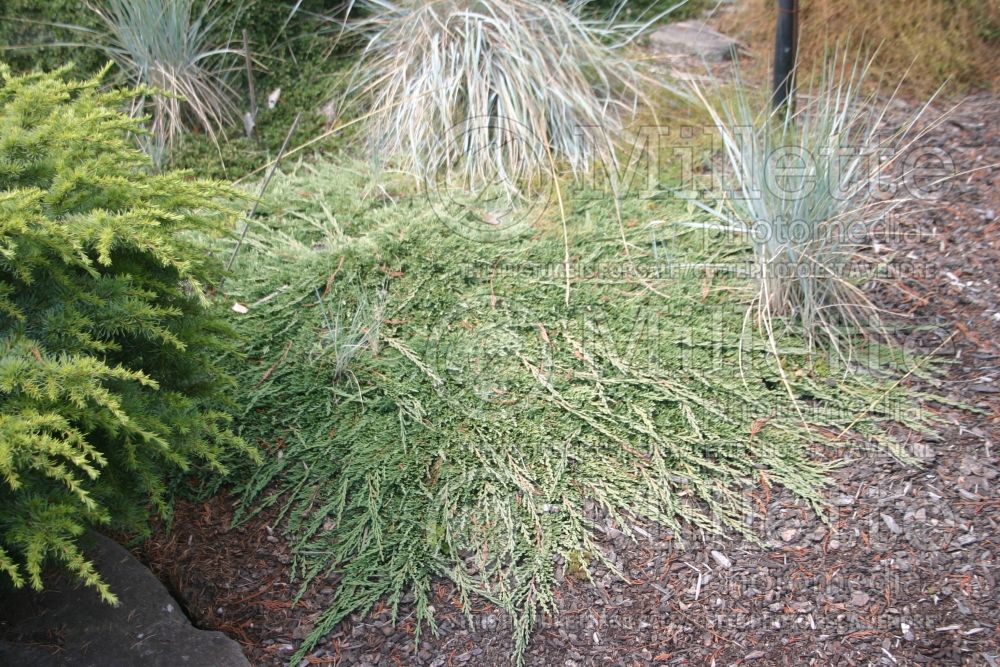 Juniperus Pancake (Juniper conifer) 3