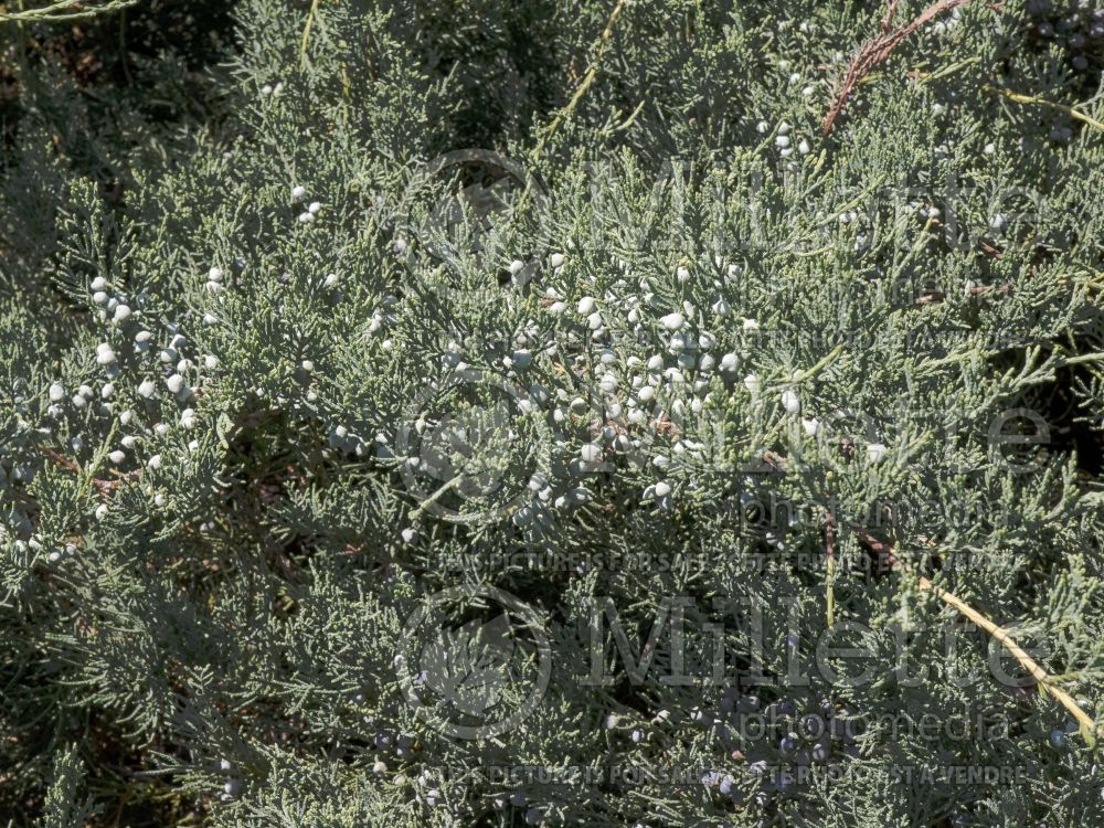 Juniperus Grey Owl (Juniper conifer) 15