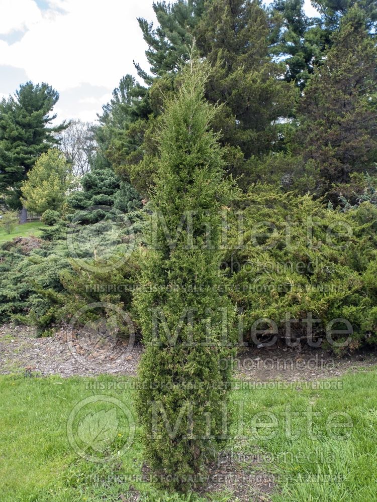 Juniperus Taylor (Juniper conifer) 8
