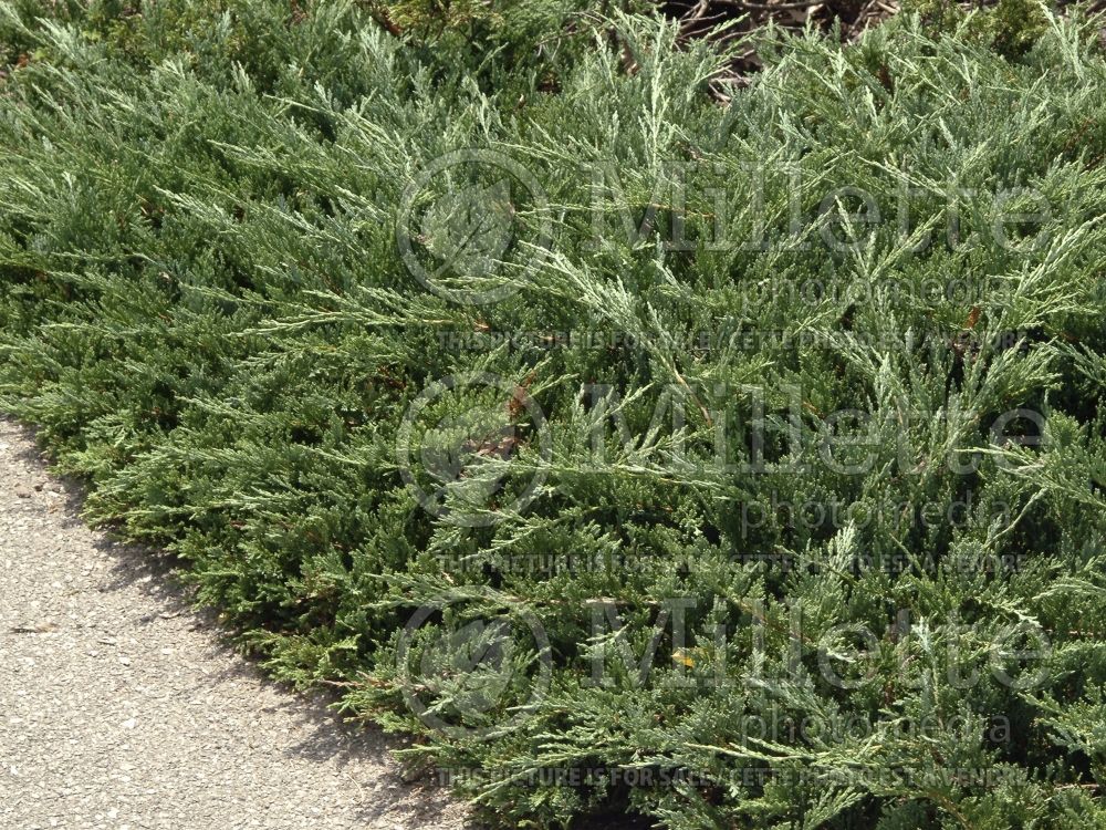 Juniperus Bar Harbor (Juniper conifer) 6