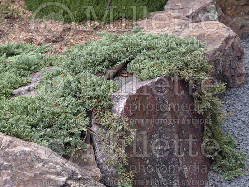 Juniperus Blue Rug (Juniper conifer) 3