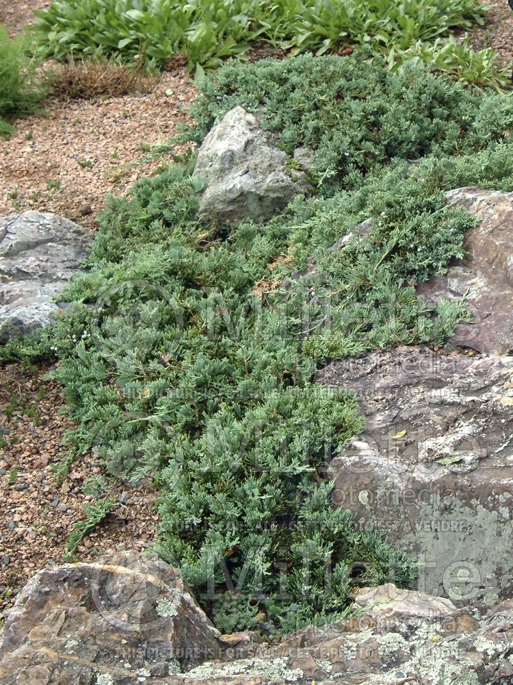 Juniperus Blue Rug (Juniper conifer) 4