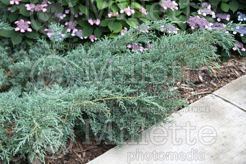 Juniperus Angelica Blue (Juniper conifer) 4