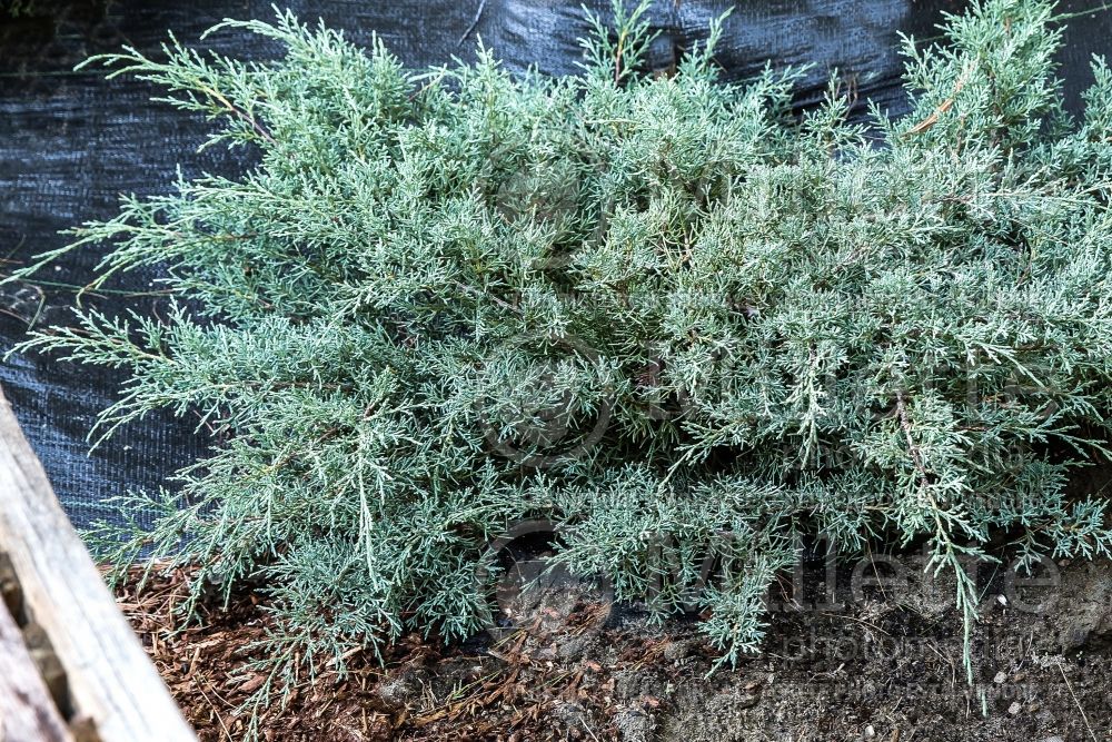 Juniperus Angelica Blue (Juniper conifer) 3