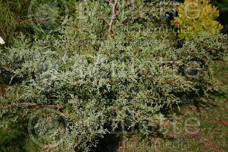 Juniperus Angelica Blue (Juniper conifer) 8