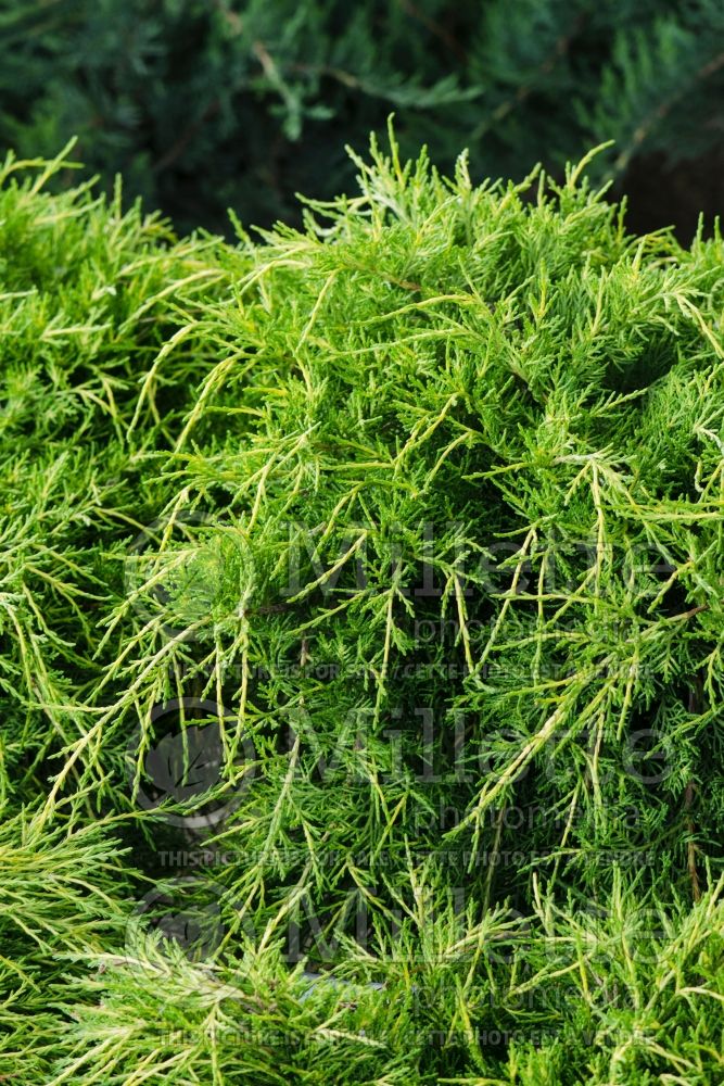 Juniperus Gold Coast (Juniper conifer) 6