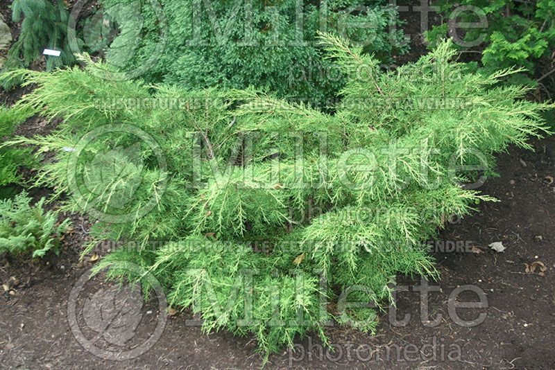 Juniperus Gold Lace (Juniper conifer)  1