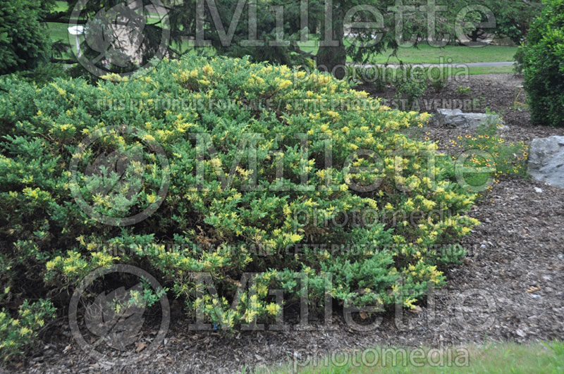 Juniperus Gold Star ou Bakaurea (Juniper) 2
