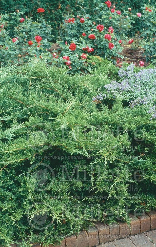 Juniperus Kallay's Compact (Juniper conifer) 1
