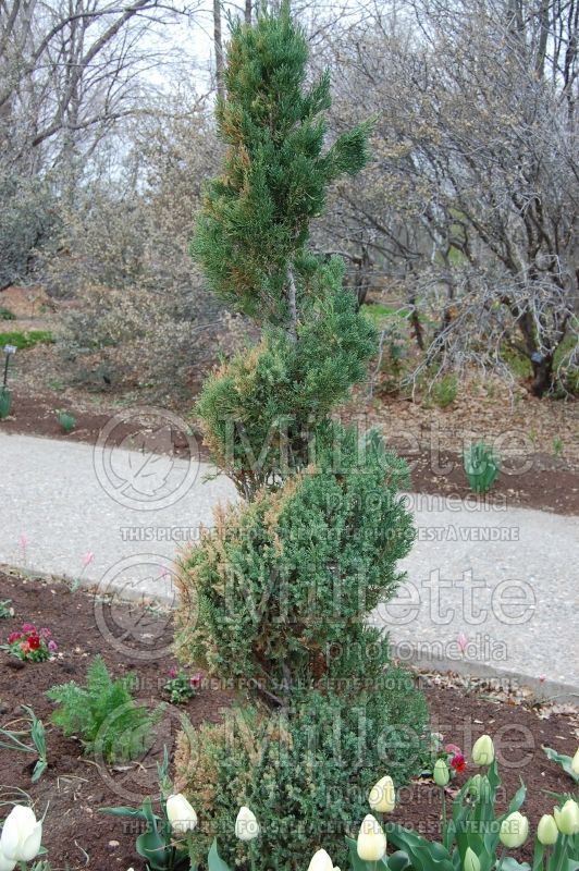 Juniperus Mountbatten (Chinese Juniper conifer) 1 