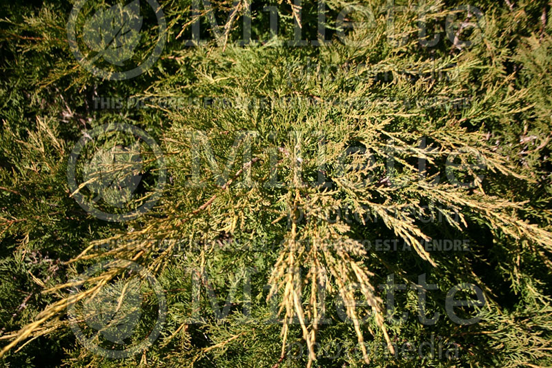 Juniperus Old Gold (Juniper conifer) 3
