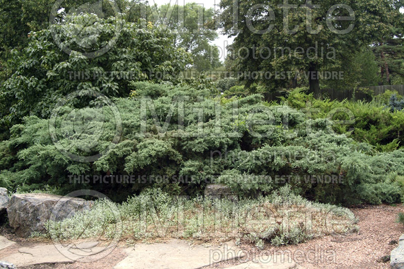 Juniperus Pfitzeriana Glauca (Chinese Juniper conifer) 2 