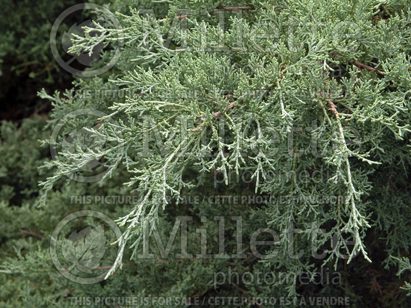 Juniperus Pfitzeriana Glauca (Chinese Juniper conifer) 3 