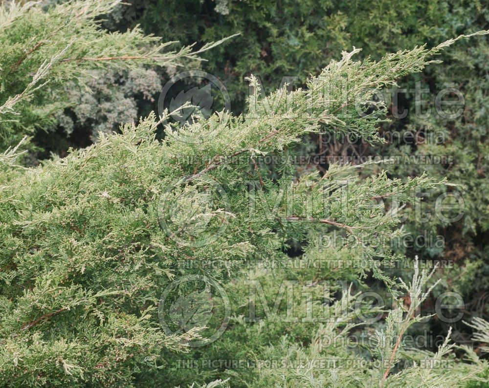 Juniperus Pfitzeriana (Juniper conifer) 1 