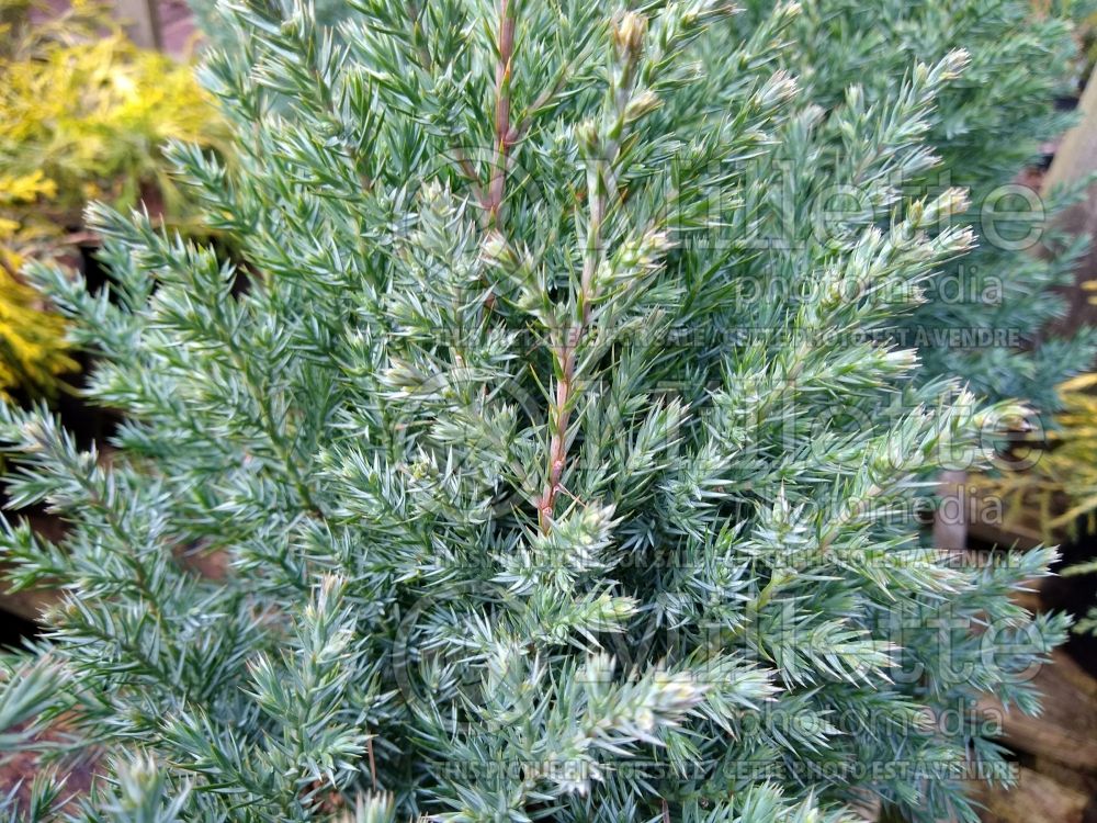Juniperus Pyramidalis (Juniper conifer) 1 