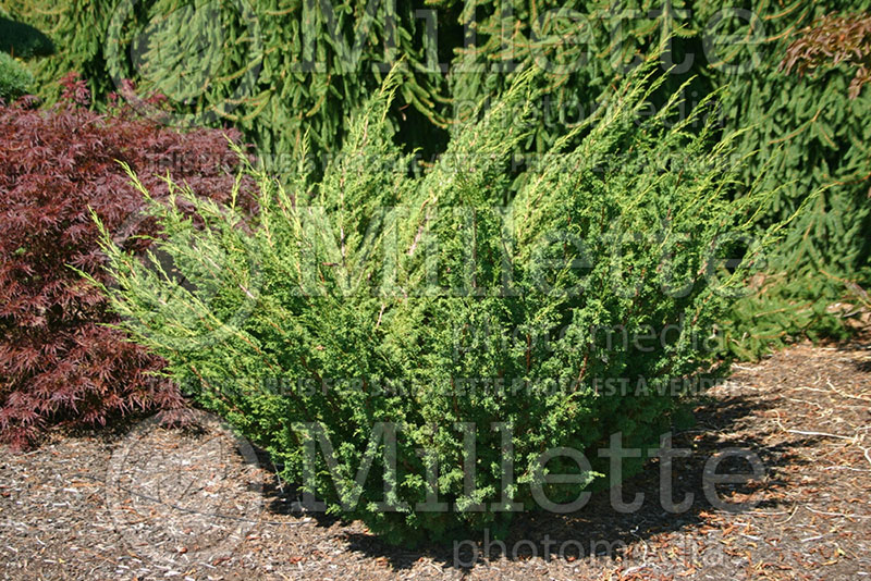 Juniperus Shimpaku (Chinese juniper conifer) 1
