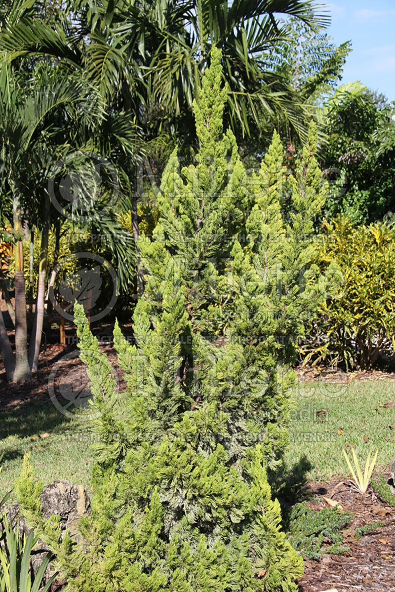Juniperus Kaizuka aka Torulosa (Juniper conifer) 2