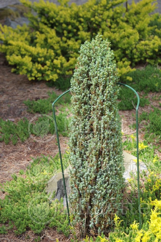 Juniperus Compressa (Common Juniper conifer) 4 