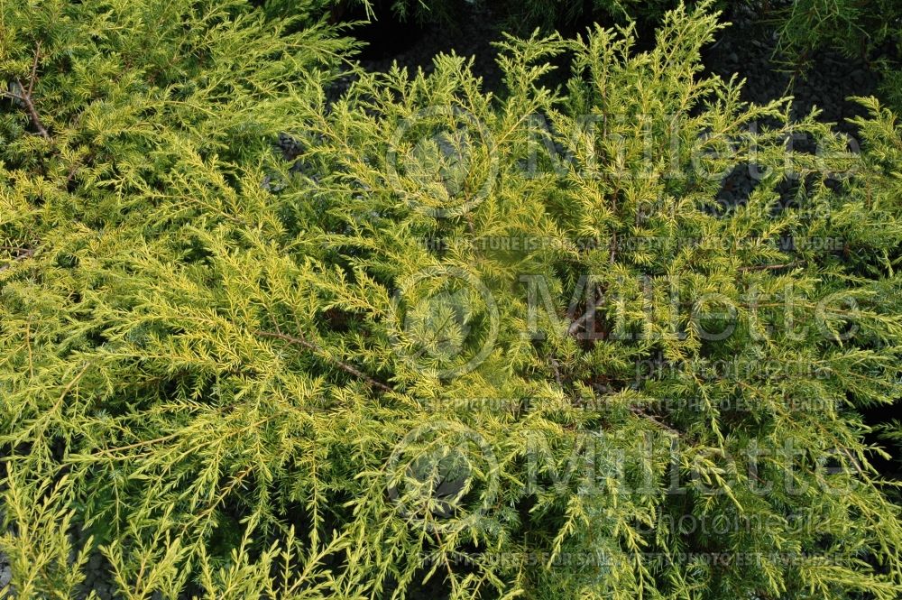 Juniperus Depressa Aurea (Juniper conifer) 1  
