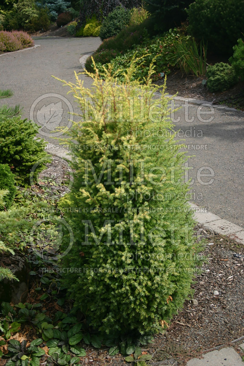 Juniperus Gold Cone (Common Juniper conifer) 3 